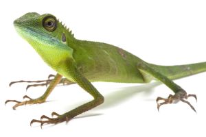 Bronchocela cristatella